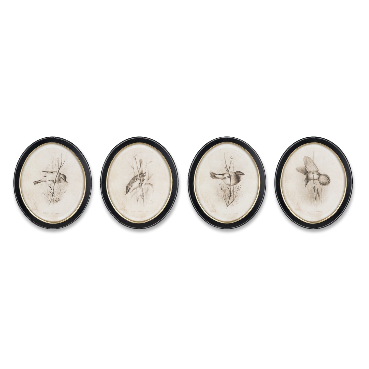 Framed Bird Print (Set of 4)