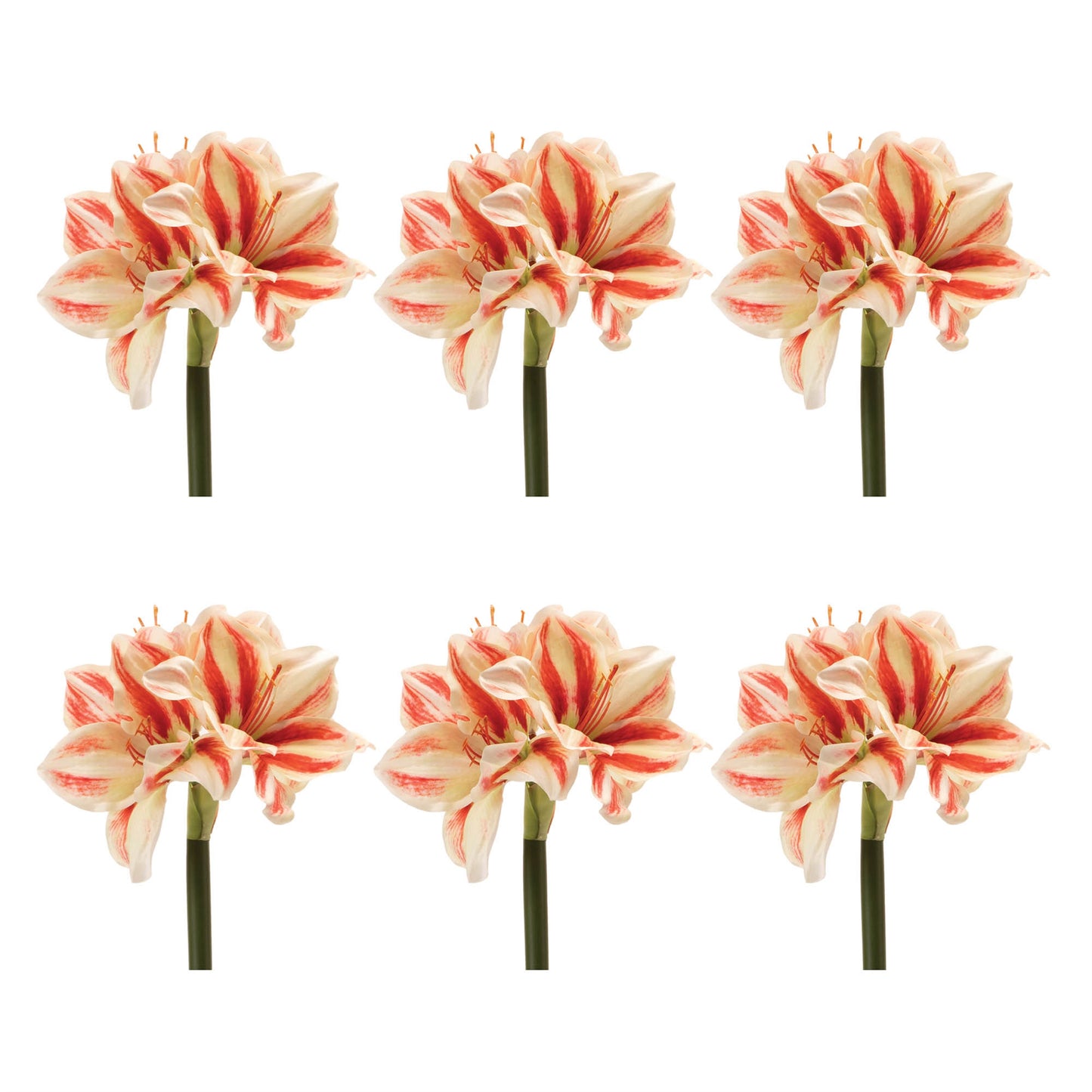 Amaryllis Flower Stem (Set of 6)
