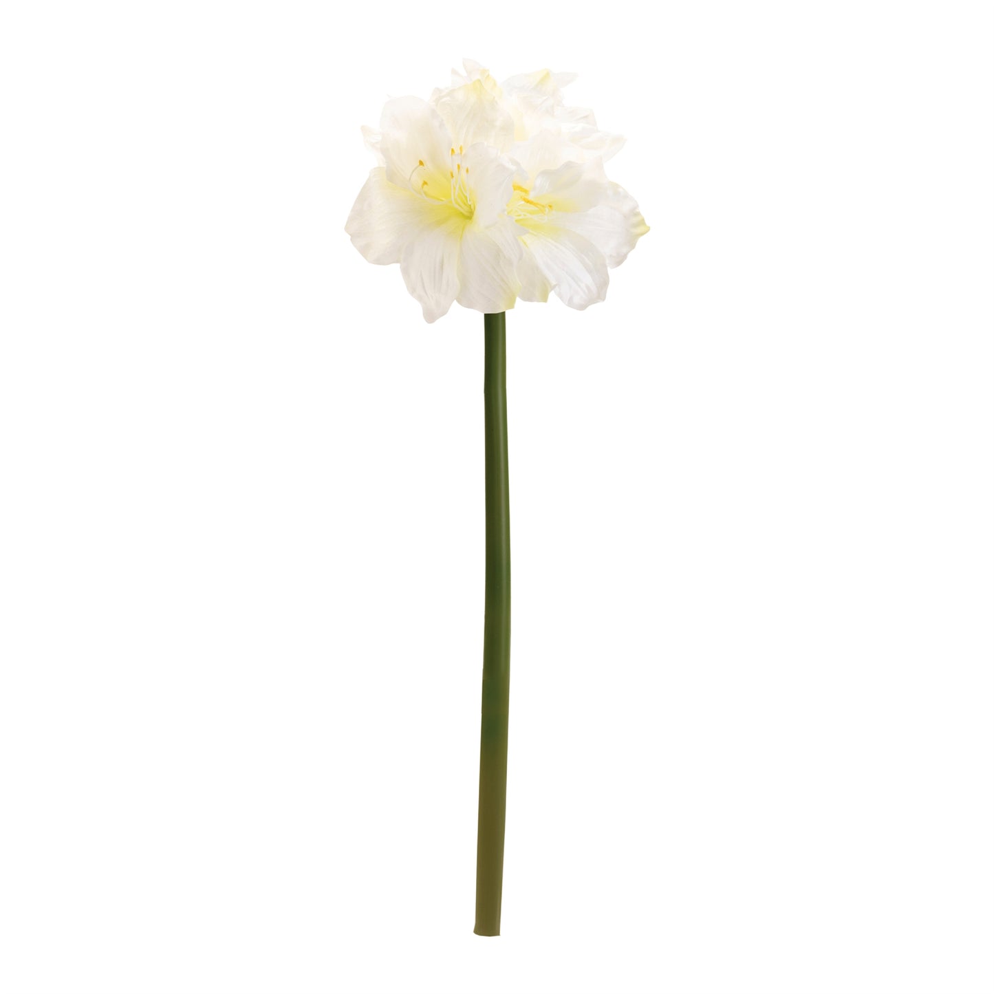 Amaryllis Elegance – Set of 6