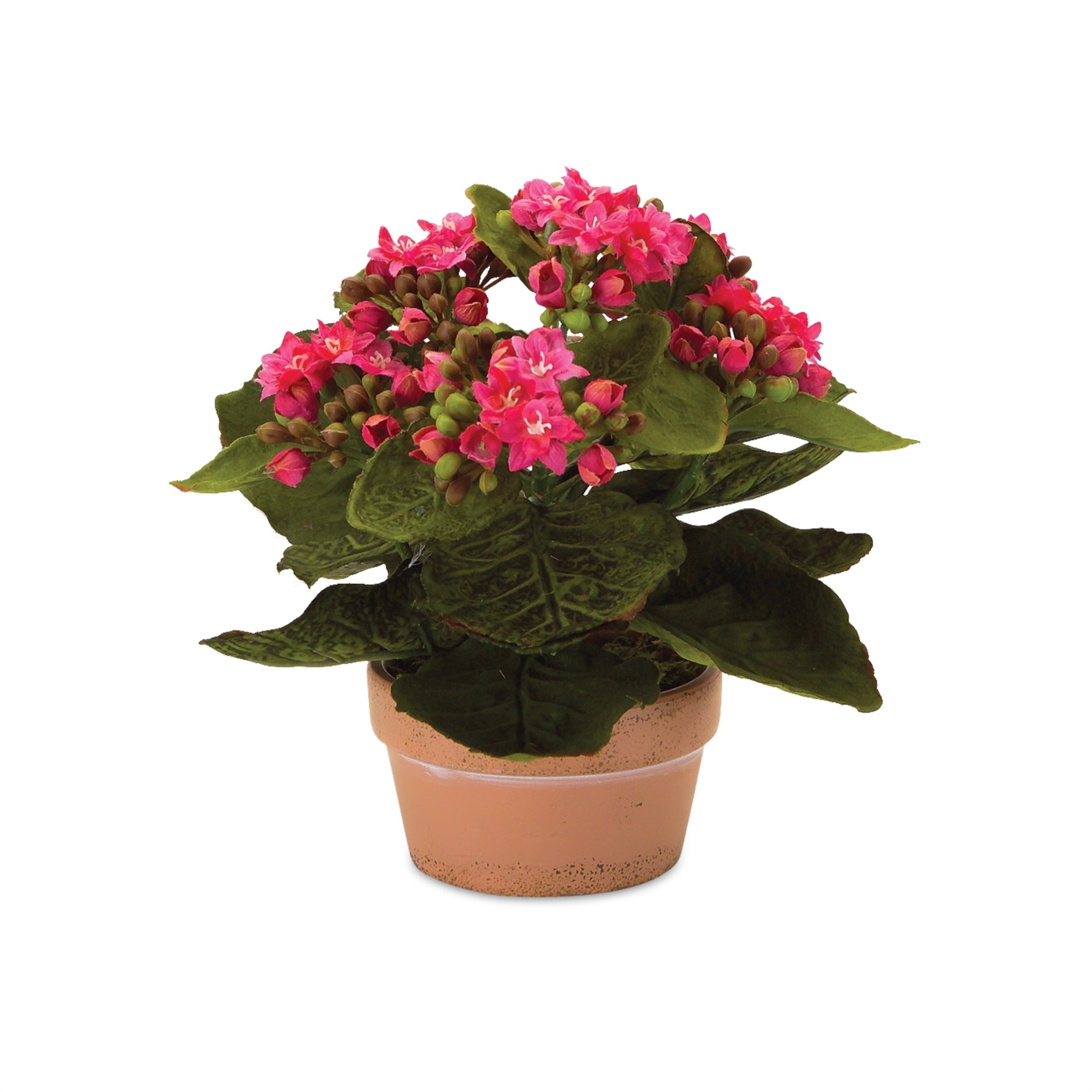 Assorted Kalanchoe Flower in Terra Cotta (Set of 4)