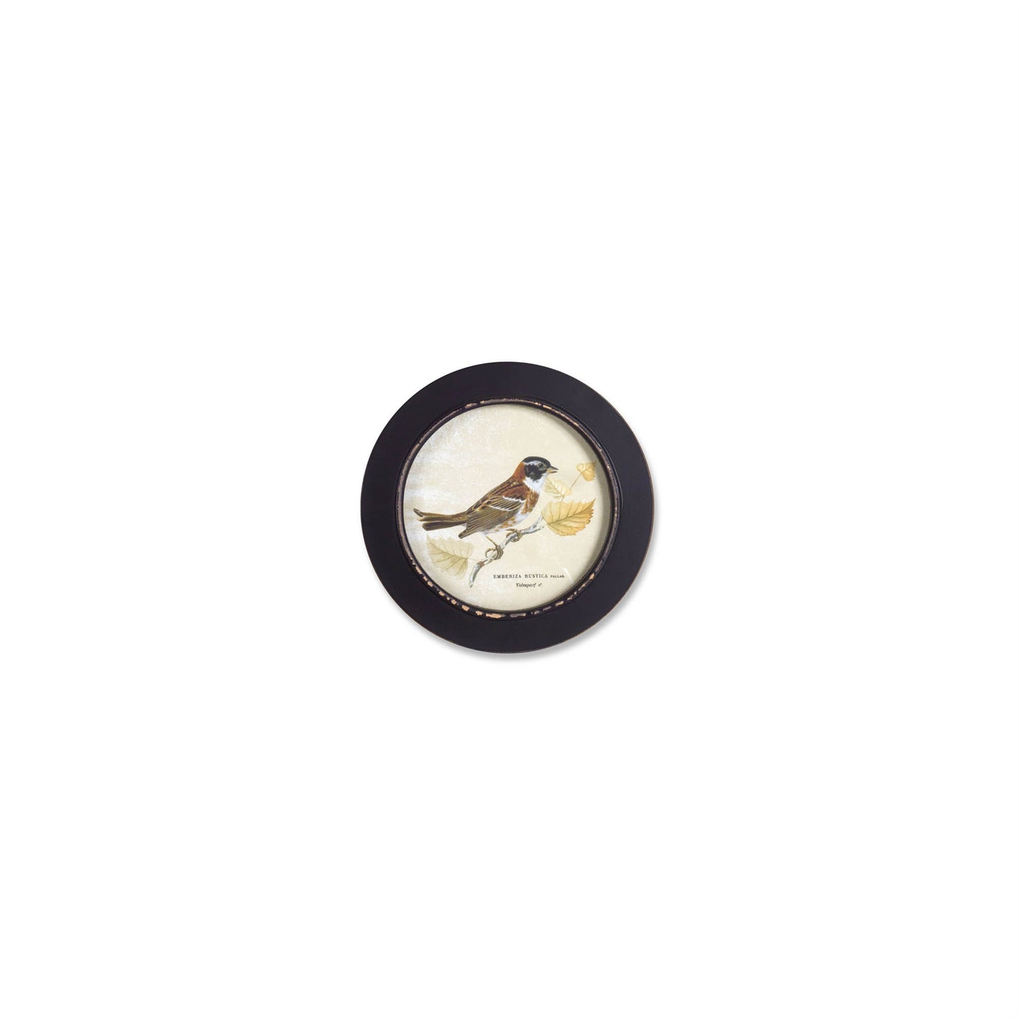 Wood Framed Encyclopedia Bird Print (Set of 3)