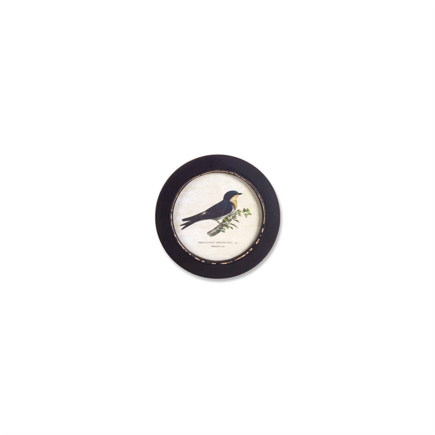 Wood Framed Encyclopedia Bird Print (Set of 3)