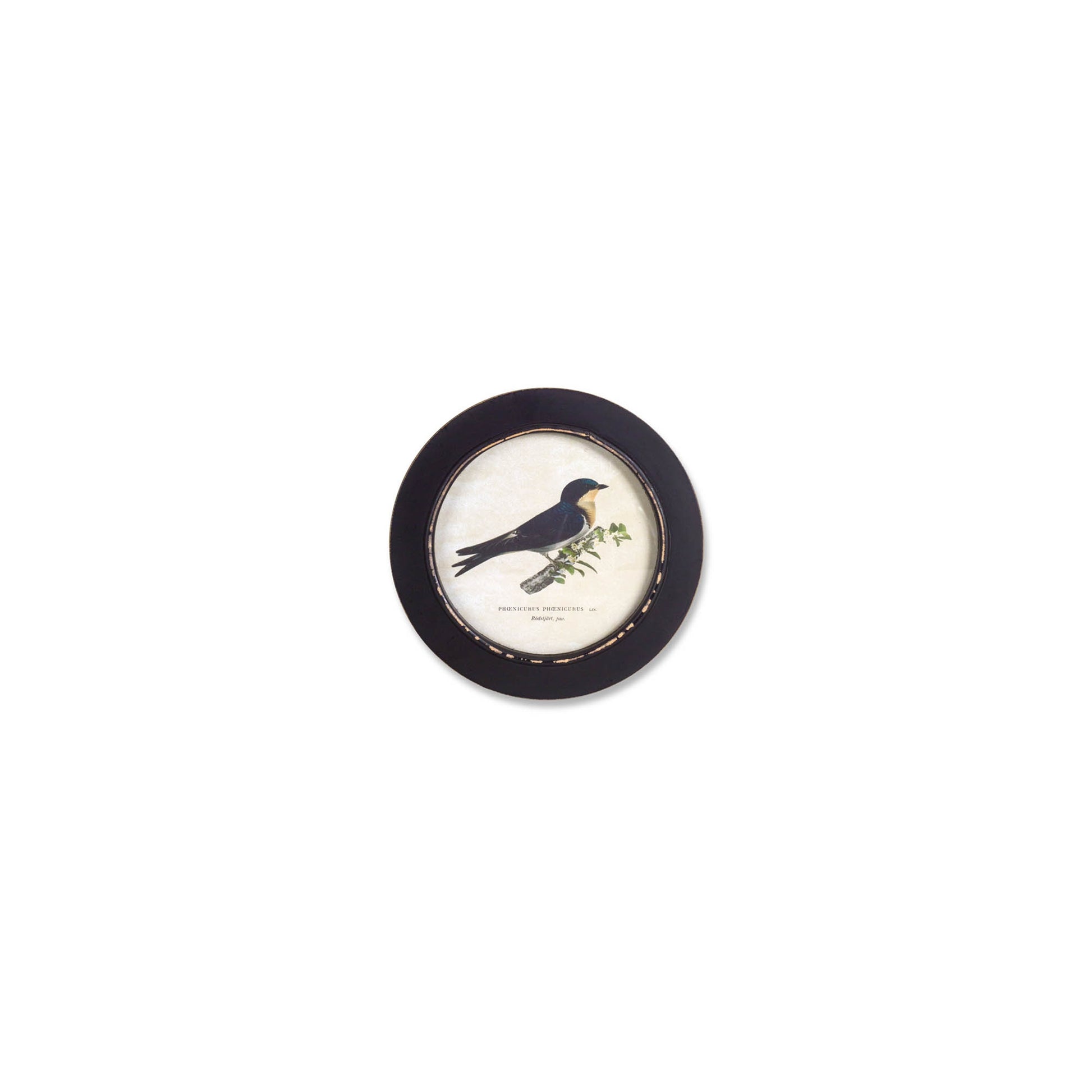 Wood Framed Encyclopedia Bird Print (Set of 3)