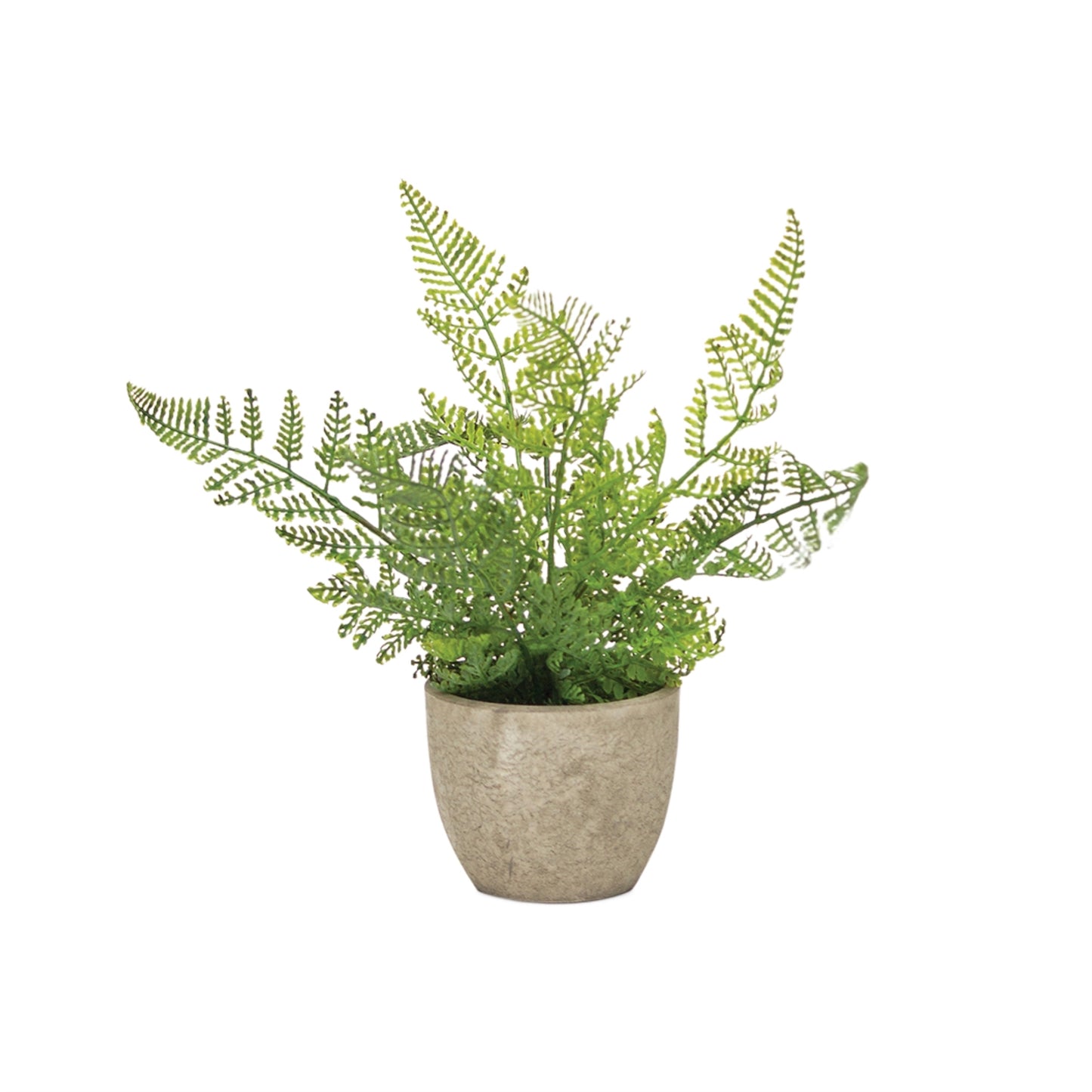 Assorted Fern Plant in Grey Pot (Set of 3)