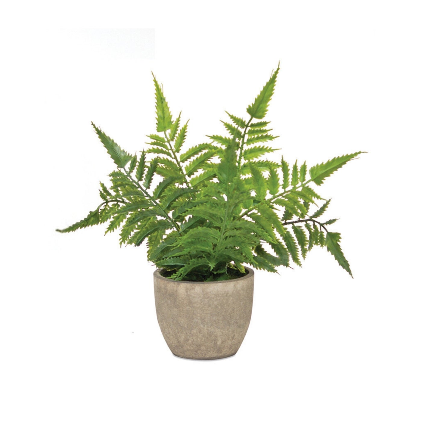 Assorted Fern Plant in Grey Pot (Set of 3)