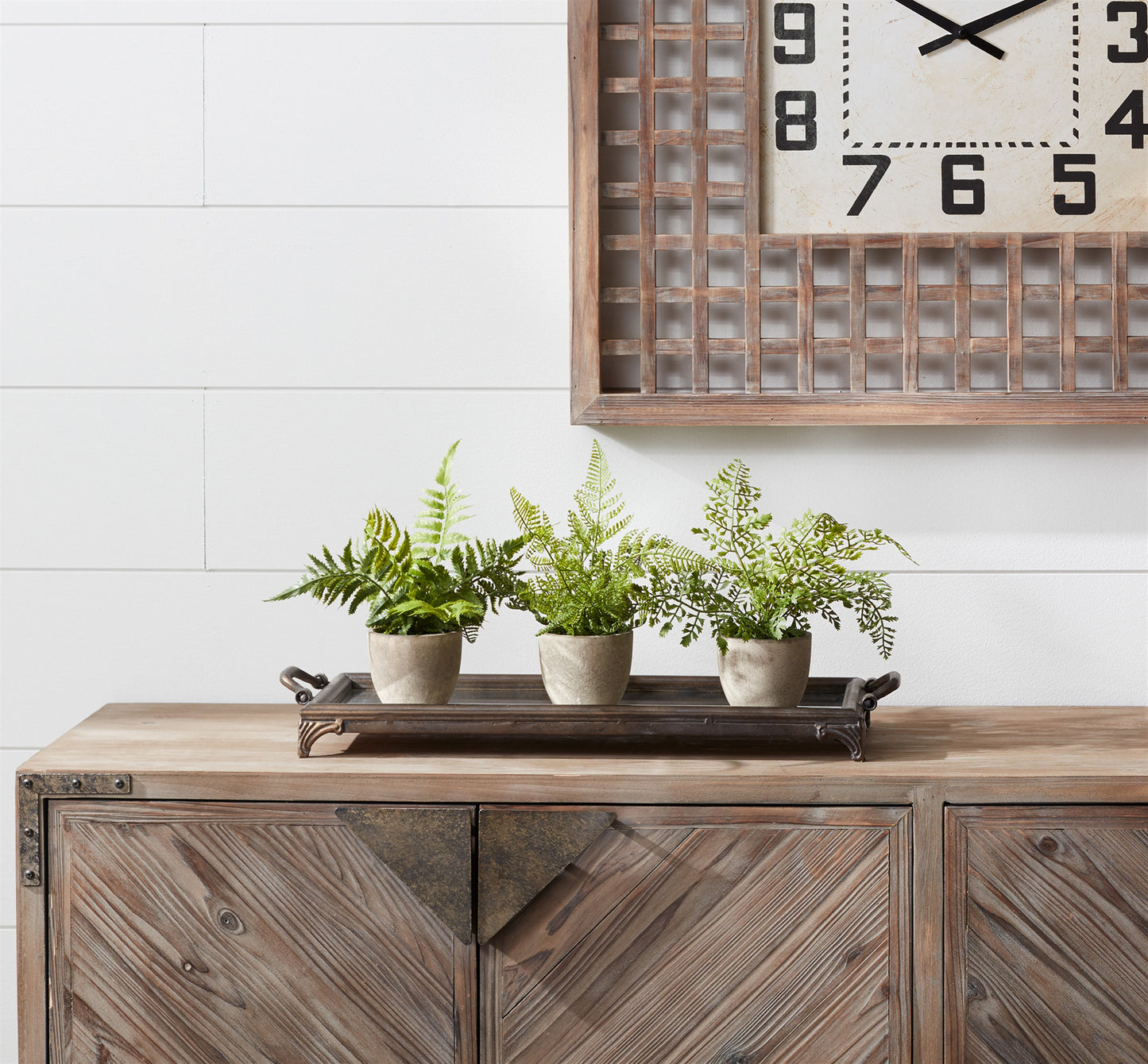 Assorted Fern Plant in Grey Pot (Set of 3)