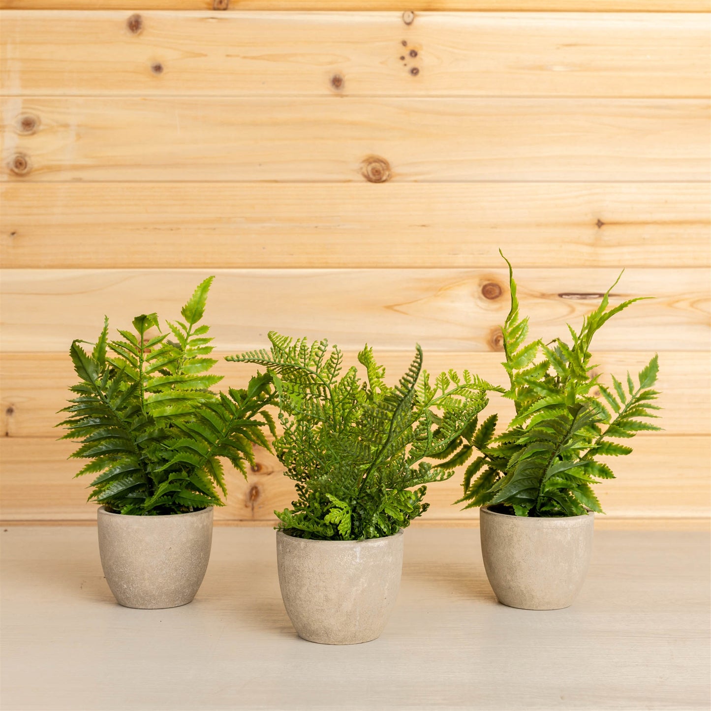 Assorted Fern Plant in Grey Pot (Set of 3)