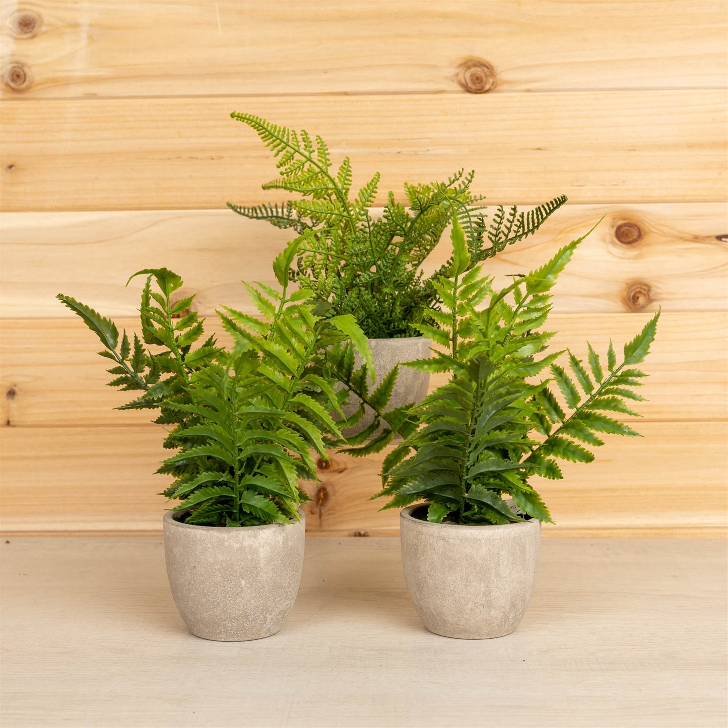 Assorted Fern Plant in Grey Pot (Set of 3)