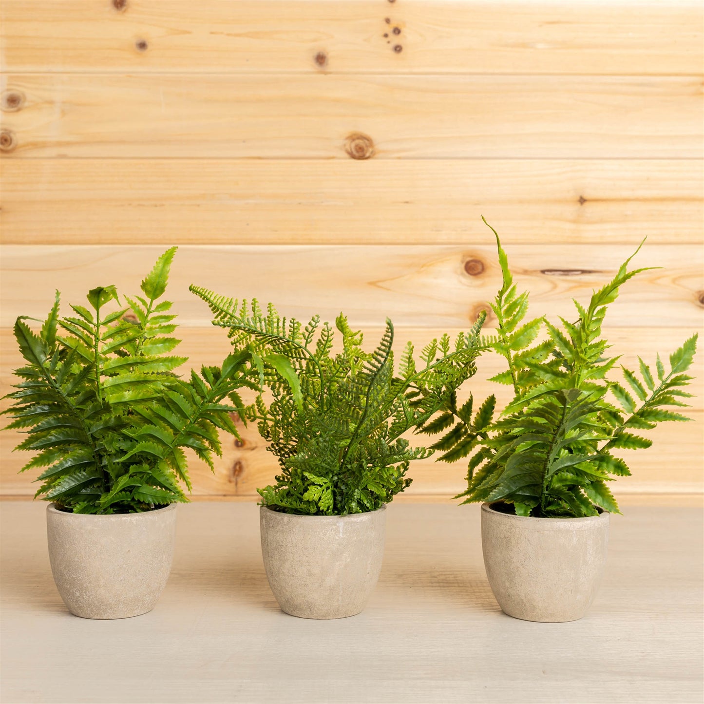 Assorted Fern Plant in Grey Pot (Set of 3)