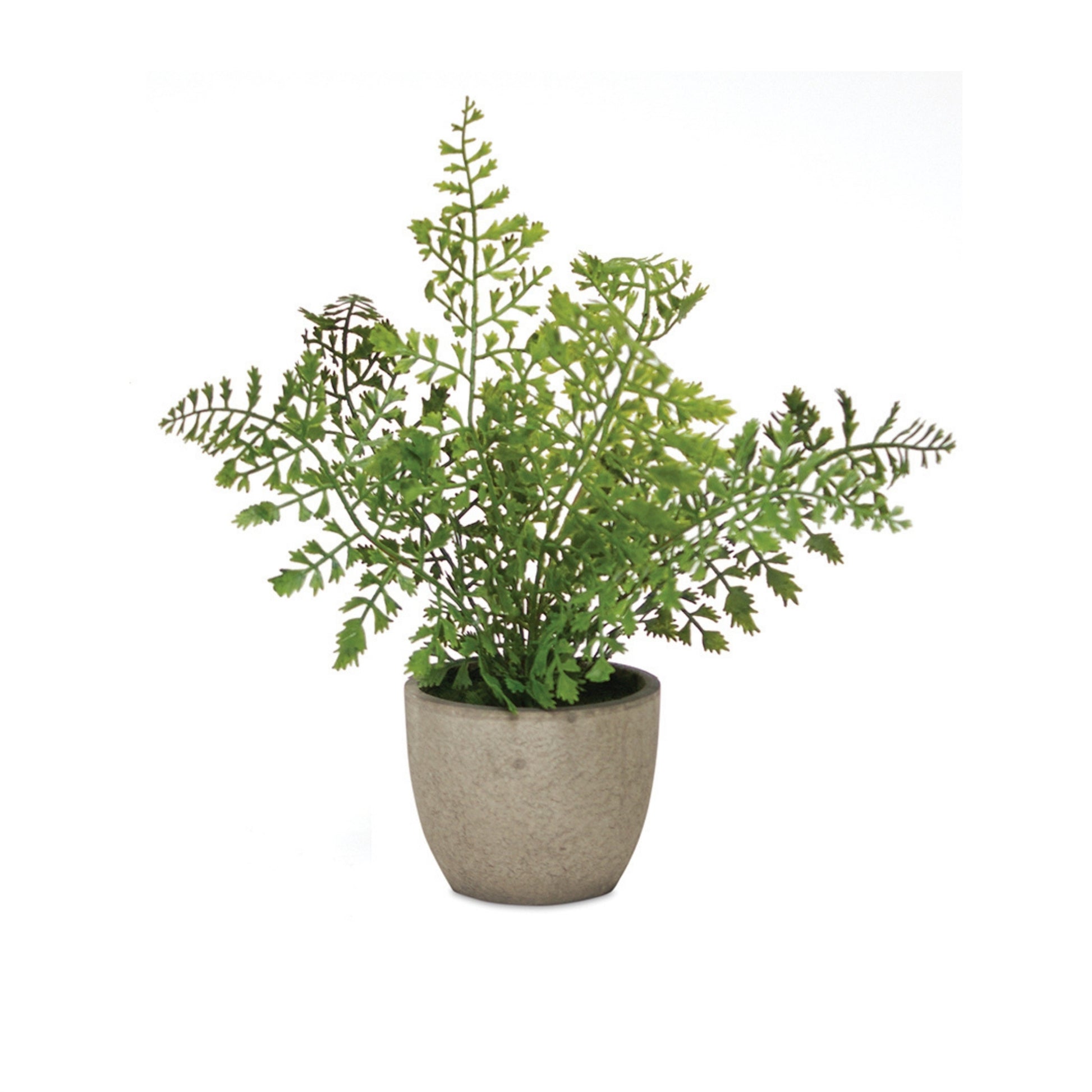 Assorted Fern Plant in Grey Pot (Set of 3)