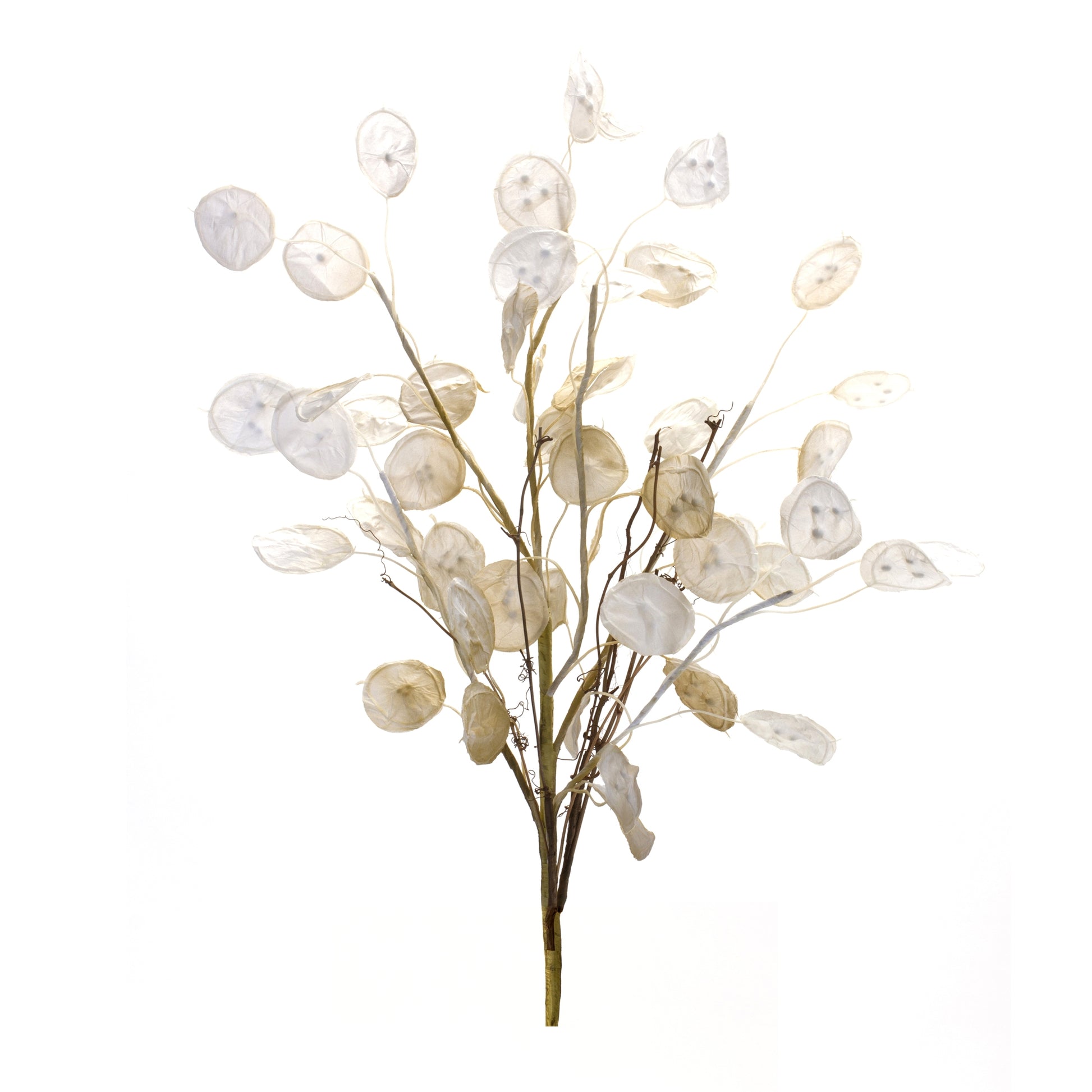 Ivory Silver Dollar Eucalyptus Spray (Set of 6)