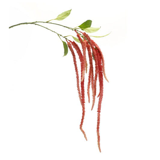 Amaranthus Floral Stem (Set of 4)