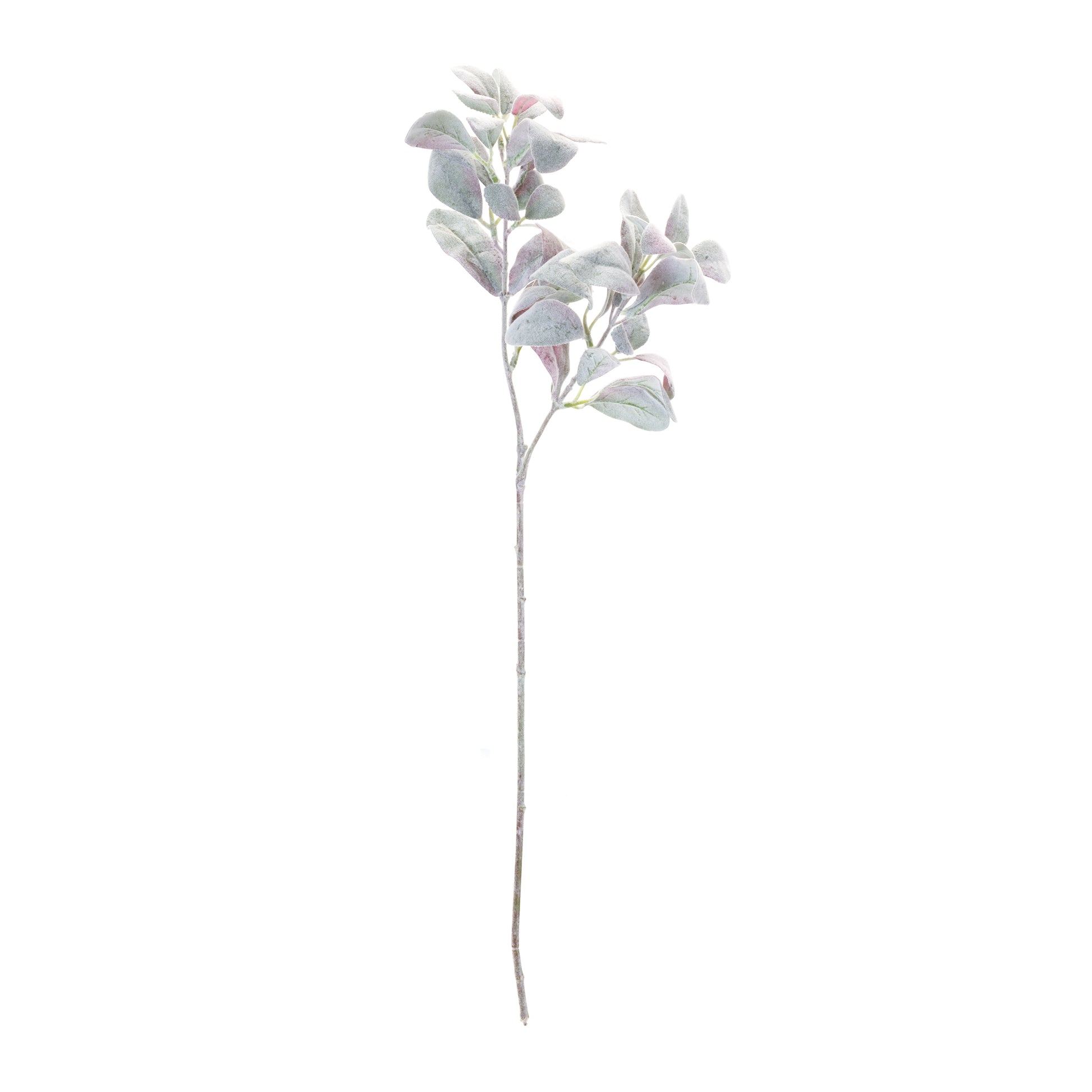 Lamb's Ear Leaf Bush (Set of 6)
