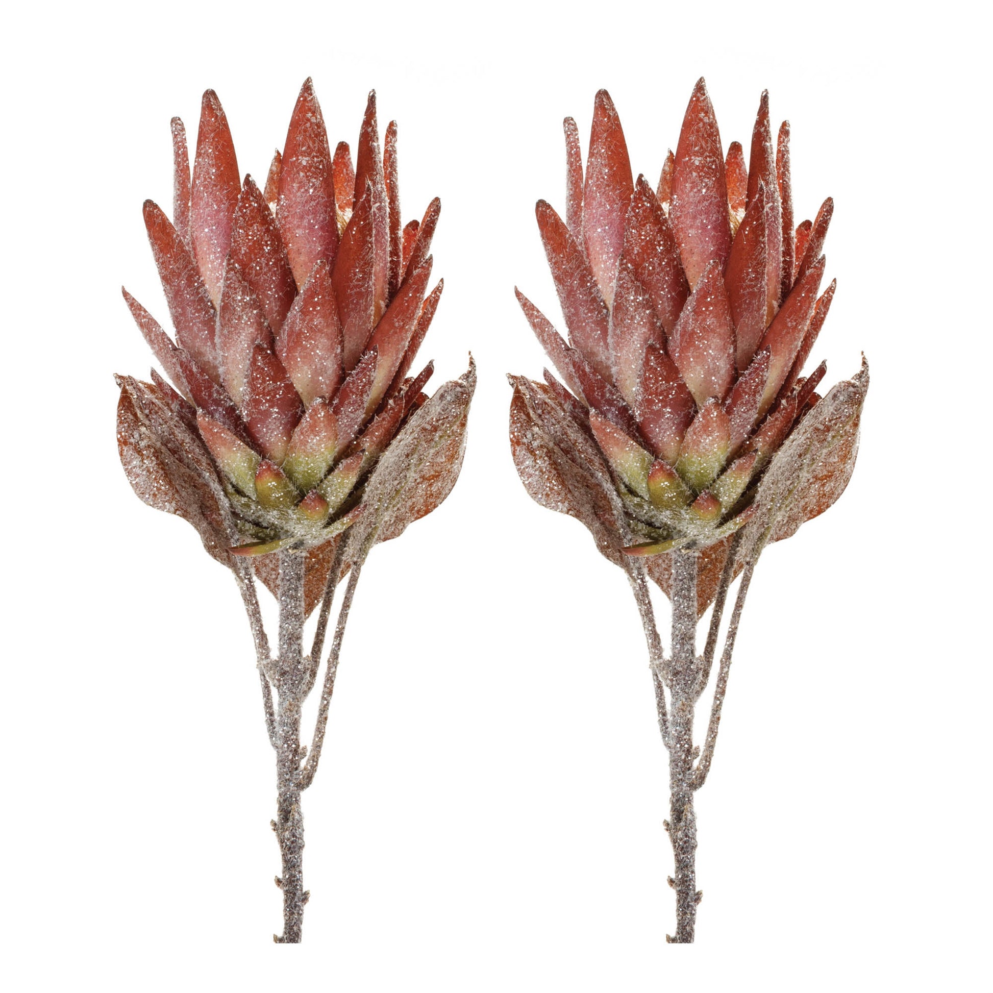 Orange Protea Flower Stem (Set of 2)