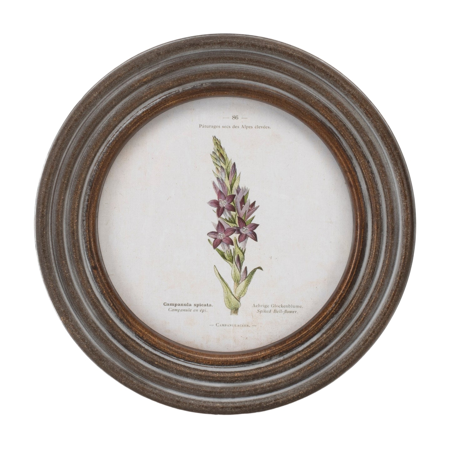 Round Framed Floral Print (Set of 6)