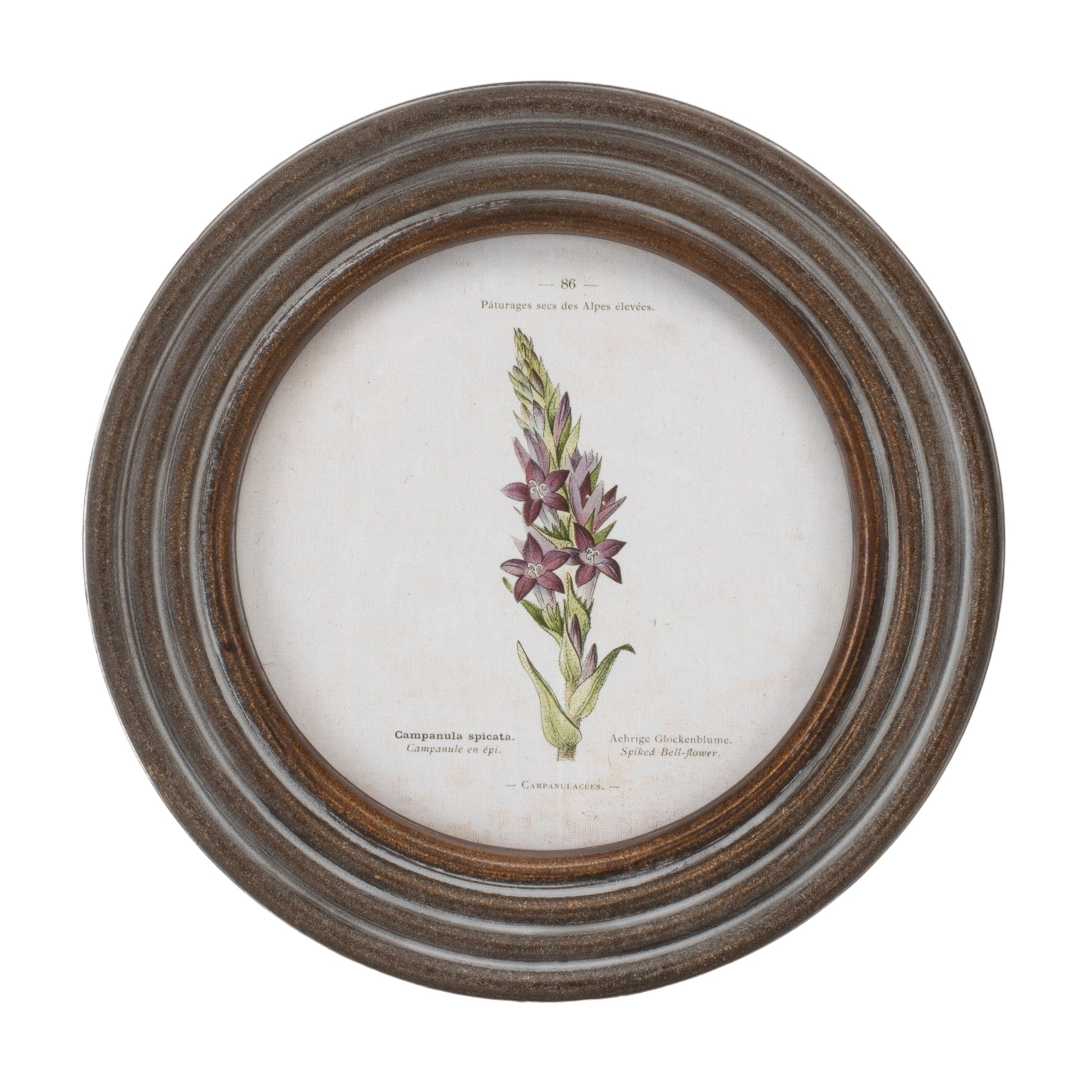 Round Framed Floral Print (Set of 6)