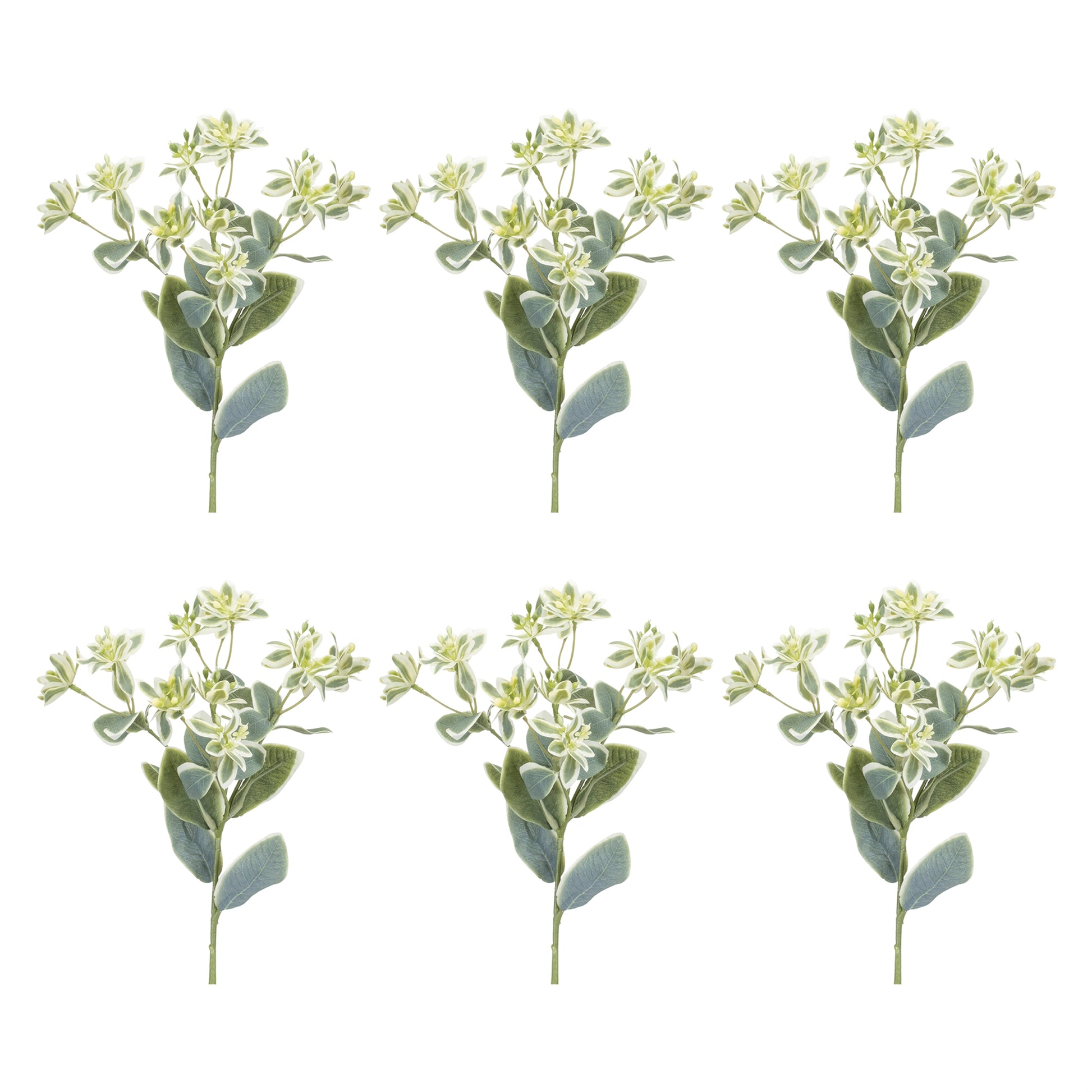 Euphorbia Floral Stem (Set of 6)