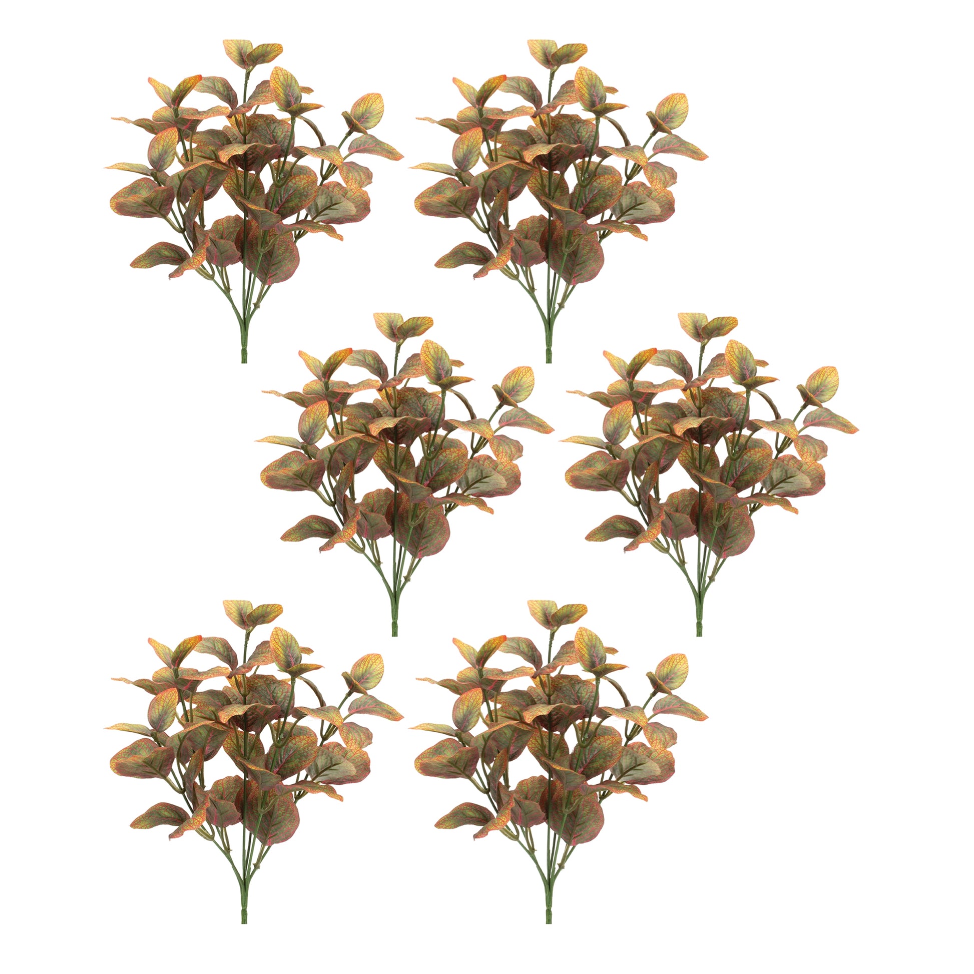 Variegated Foliage Plant (Set of 6)