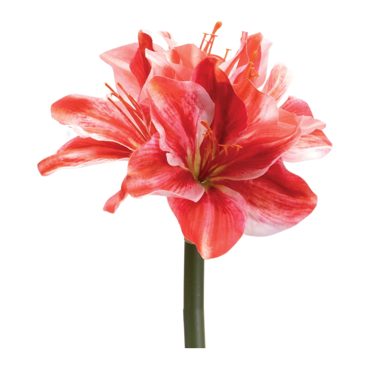 Amaryllis Flower Stem (Set of 6)