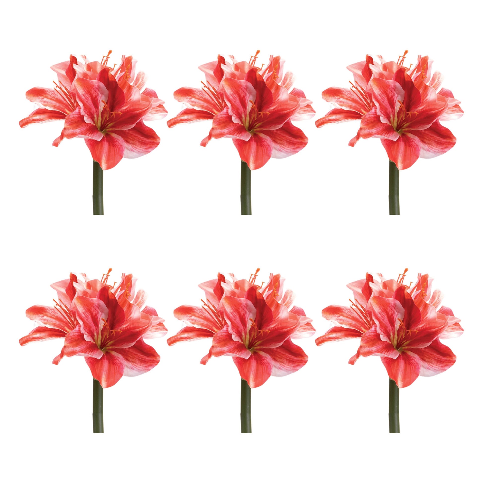 Amaryllis Flower Stem (Set of 6)