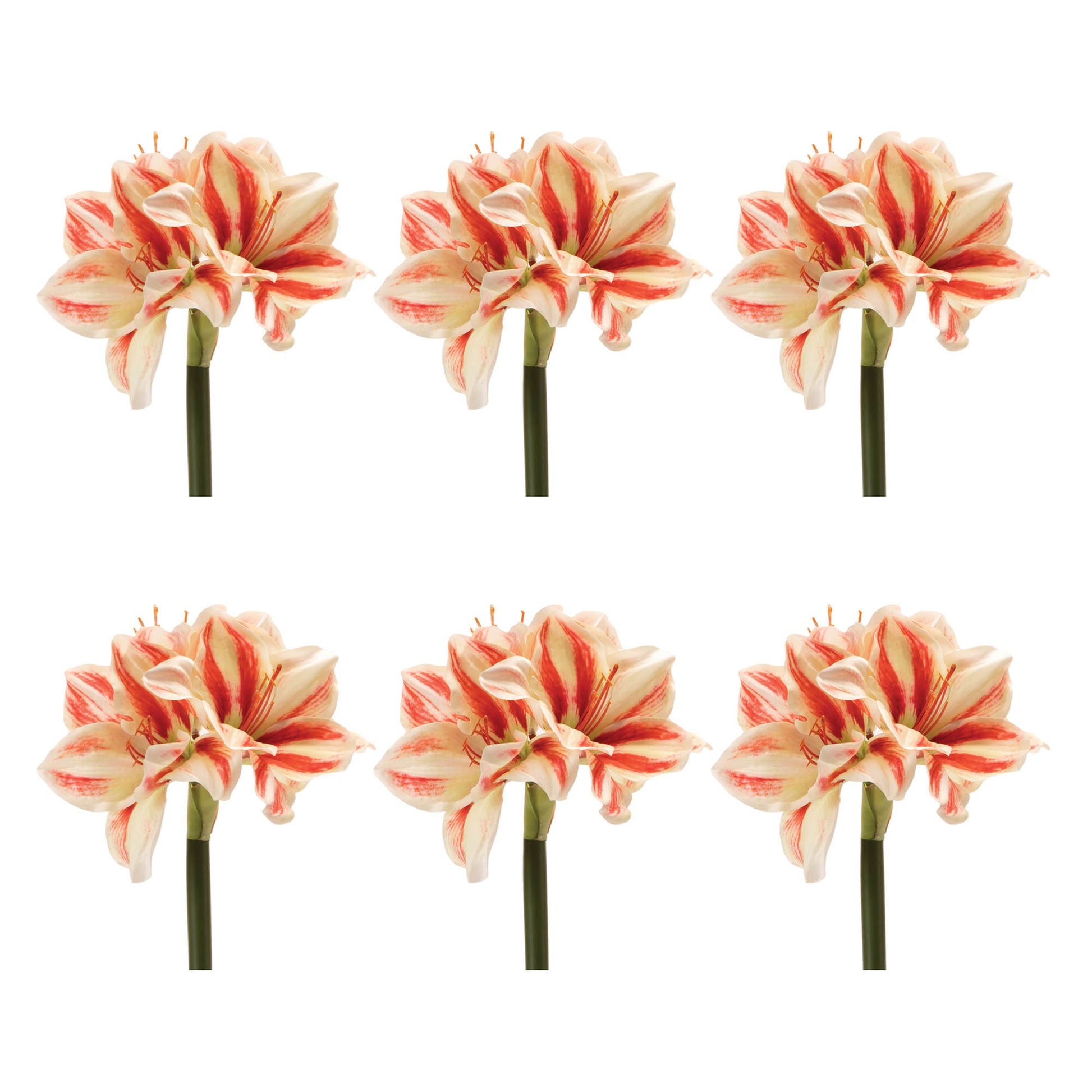 Amaryllis Flower Stem (Set of 6)