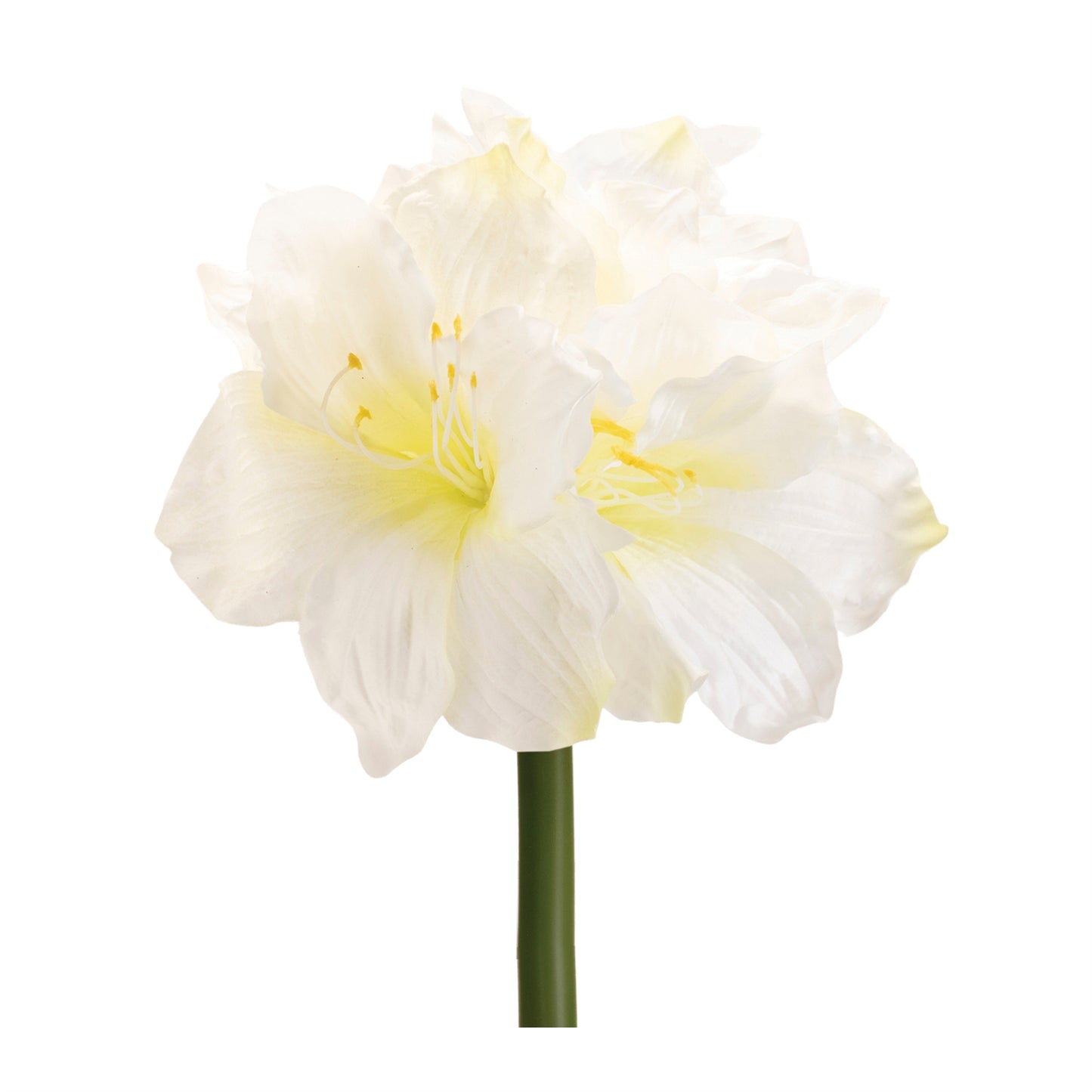 Amaryllis Elegance – Set of 6
