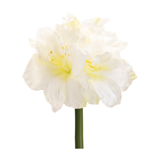 Amaryllis Elegance – Set of 6