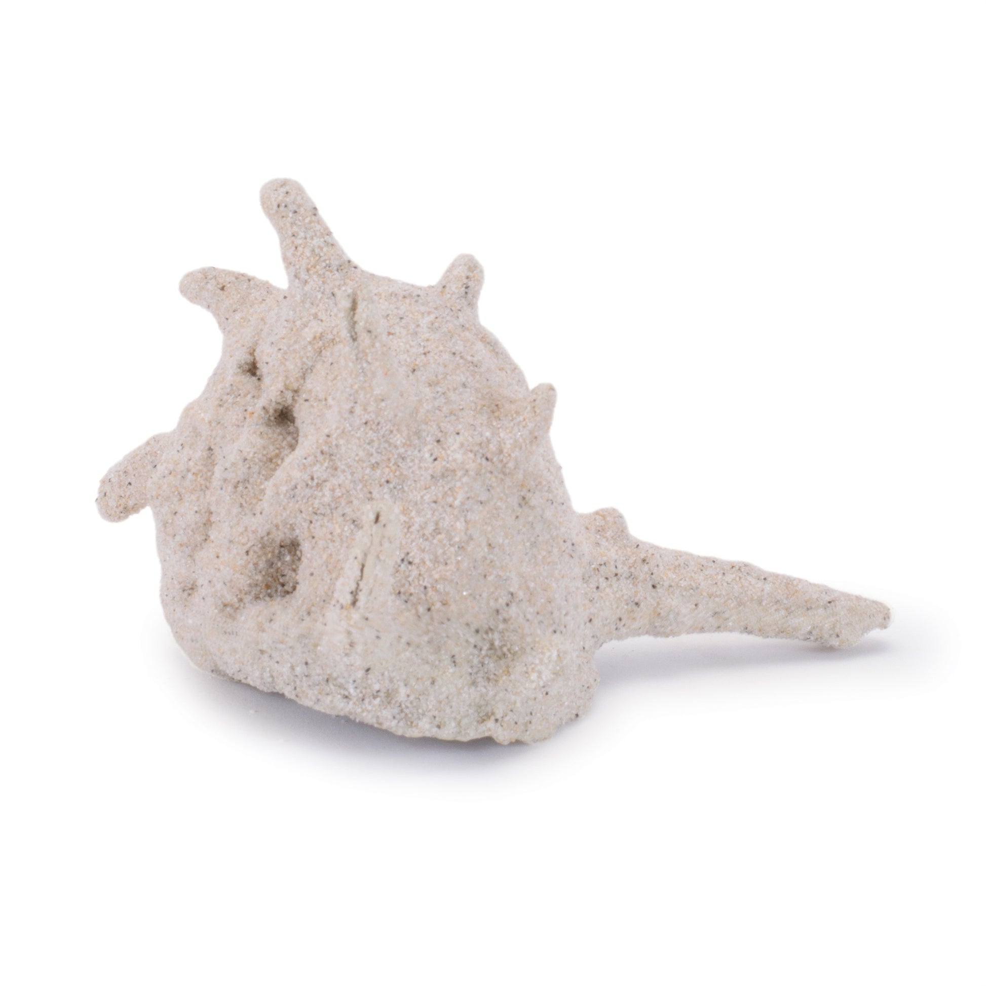 Sea Shell Filler Decor (Set of 12)