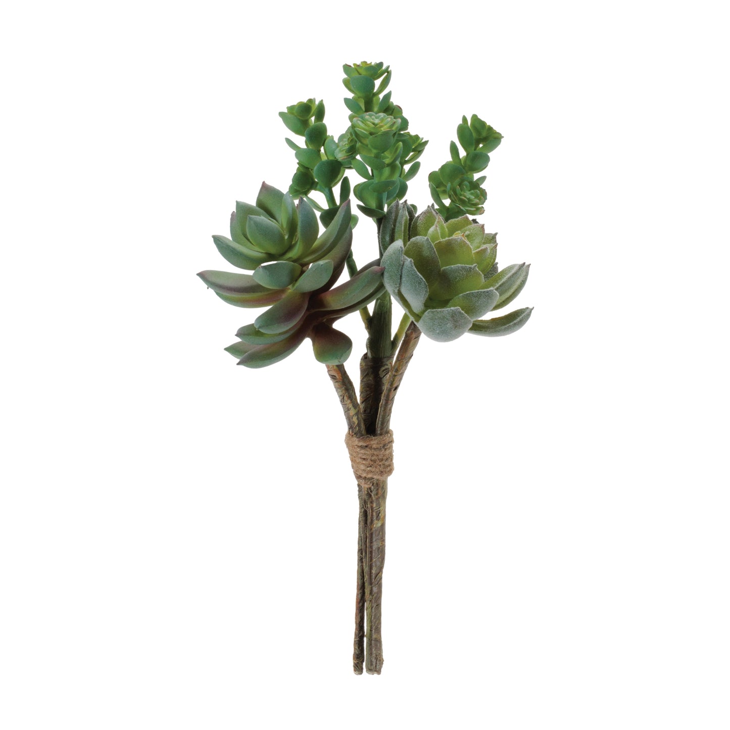 Succulent Bundle (Set of 6)