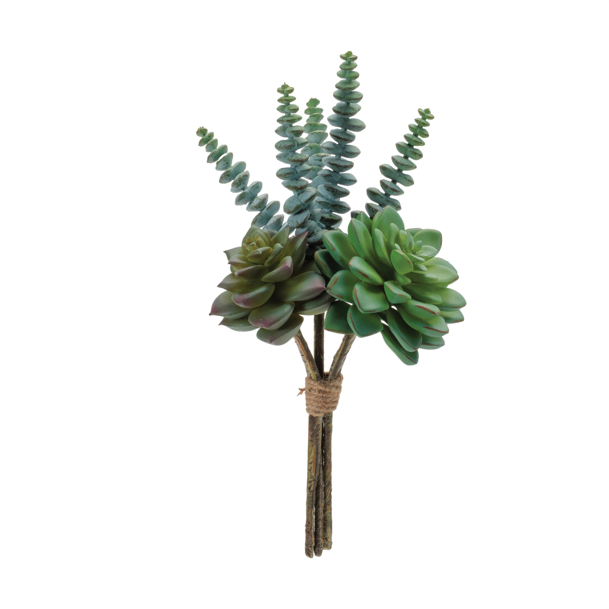 Succulent Bundle (Set of 6)