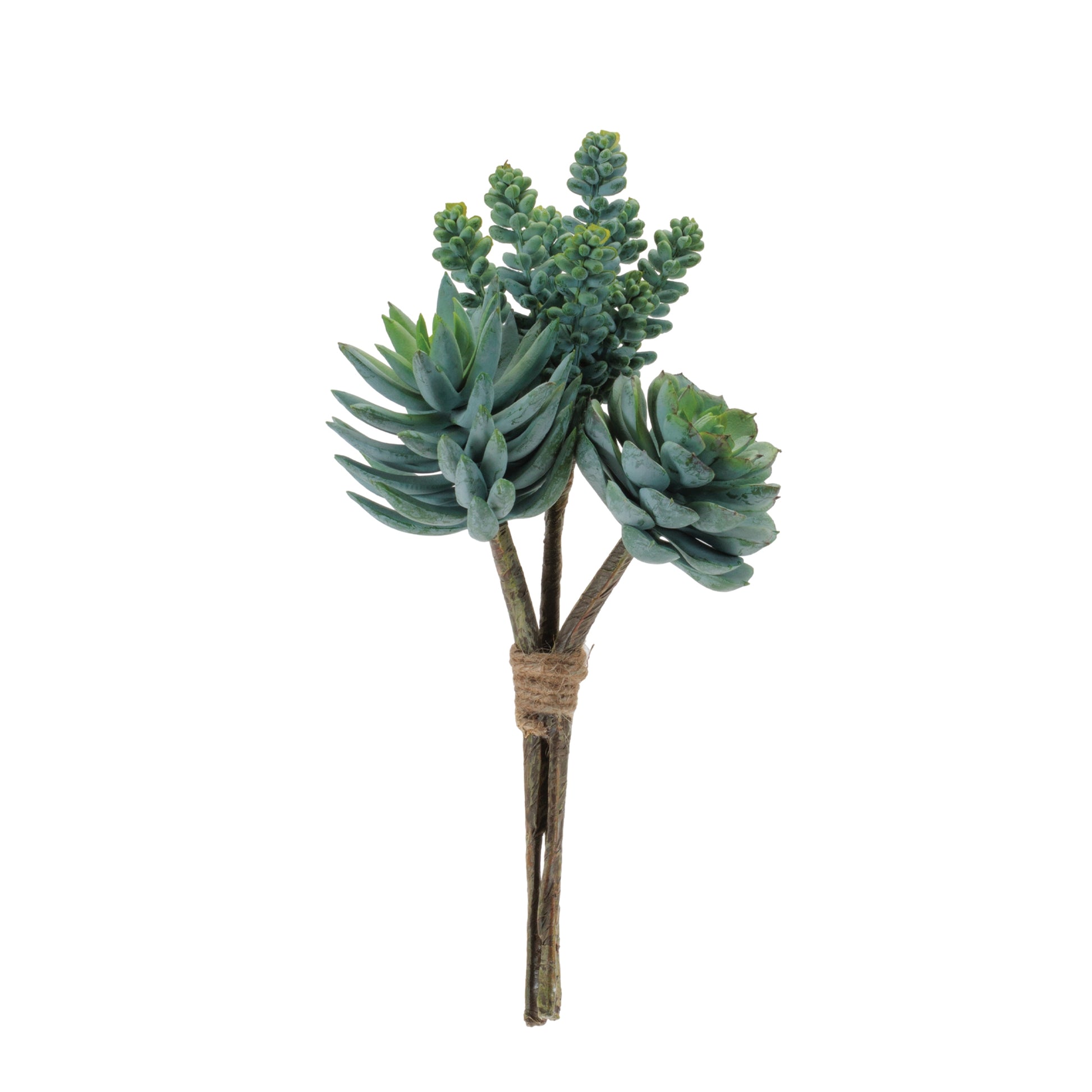 Succulent Bundle (Set of 6)