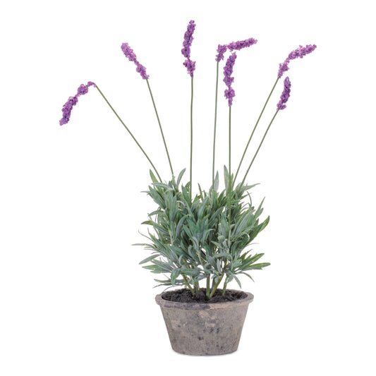Potted Lavender Plant (Set of 4)